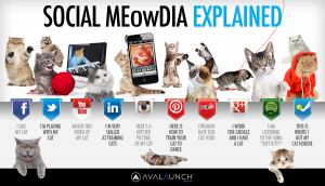social-media-explained-cats